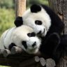 Panda diurno profil fotoğrafı