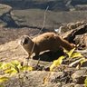 イタチくん 的头像