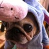 MOMOPUG666's profile picture