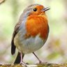 Profilbild von Rotherhithe Robin