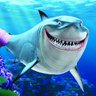 requin profil fotoğrafı