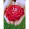 محبة الرحمن's profile picture
