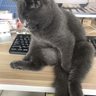 胖胖灰 profil fotoğrafı