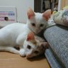Profilbild von ふうた＆らいた＆そら＆まりん