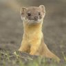 Profilbild von Weasel Words 🇬🇧🏴🏴🇮🇪
