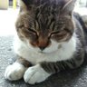 はっとり🐈️ 的头像