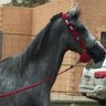 ناصر الوهيبي's profile picture