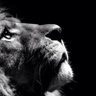 Ahmed Brig.'s profile picture