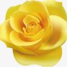 Rosa profil fotoğrafı