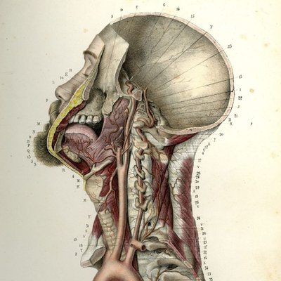 Peter M. Lawrence's profile picture