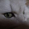 枯葉 profil fotoğrafı