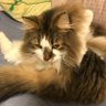 こた profil fotoğrafı