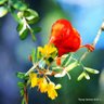 Фото профиля Endangered Hawaii @endangered808.bsky.social
