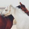 ساره سعود's profile picture