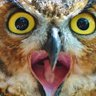 Nightowl's profile picture