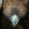 Erman profil fotoğrafı