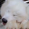 Profilbild von DOG