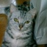 Фото профиля にゃー🐾