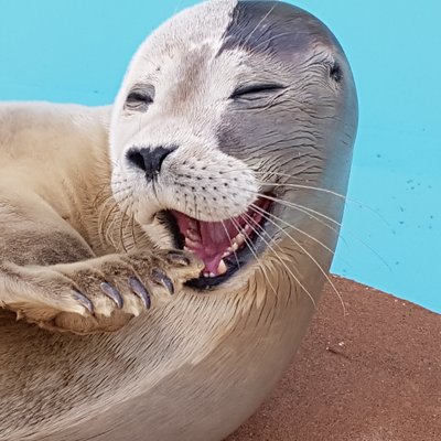 naturelandskeg's profile picture