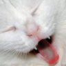 Lugdu5's profile picture