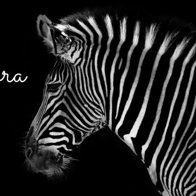 Black Zebra Productions's profile picture