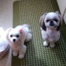 mihochan profil fotoğrafı