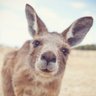 Фото профиля Skippy the Bush Kangaroo