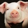 KiNG PORK profil fotoğrafı