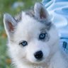 Станислав Атемасов's profile picture