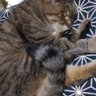 タケにゃん profil fotoğrafı