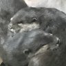 エリー profil fotoğrafı