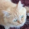 صهيب profil fotoğrafı