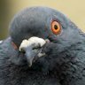 Profilbild von Observant Pigeon