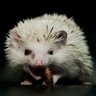 Flea_in_the_ear's profile picture