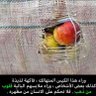 Adel Aziz's profile picture