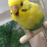 つかさ 的头像