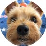 バロンくんパパʚわんこ好きɞ's profile picture