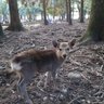 ぐうぐう 的头像