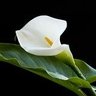 Κρίνος Κρίνου's profile picture