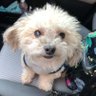 Peanut's profile picture