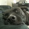 Фото профиля look at this dog