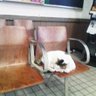 ぶよっしー 的头像