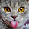 やまねこ 的头像