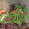 GreenFun's profile picture