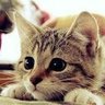 Masita's profile picture