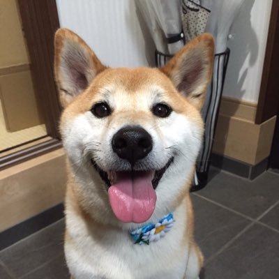 福丸's profile picture