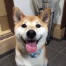 Profilbild von 福丸