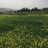 سمحان profil fotoğrafı