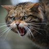 Save the Wildcat (Ronald Russell Hannah) profil fotoğrafı