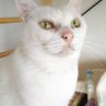 Profilbild von ねこだるま